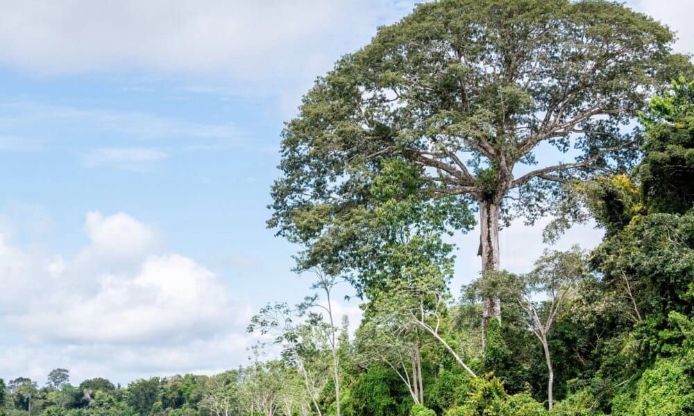 Parque Estadual das Árvores Gigantes da Amazônia é criado no estado do Pará com foco em conservação, pesquisa e turismo sustentável - FAS