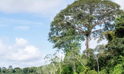 Parque Estadual das Árvores Gigantes da Amazônia é criado no estado do Pará com foco em conservação, pesquisa e turismo sustentável - FAS