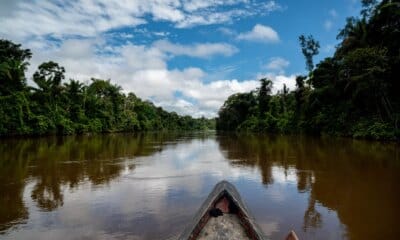 Proteção de árvores gigantes da Amazônia é tema de websérie; assista - FAS