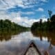 Proteção de árvores gigantes da Amazônia é tema de websérie; assista - FAS