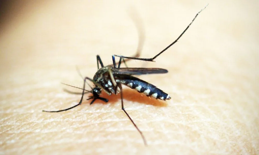 Rio de Janeiro confirma primeira morte por dengue este ano