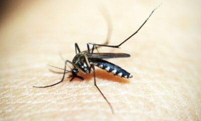 Rio de Janeiro confirma primeira morte por dengue este ano