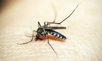 Rio de Janeiro confirma primeira morte por dengue este ano