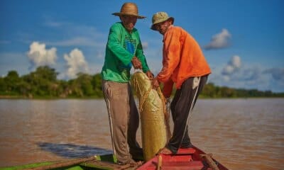 Desafios climáticos e oportunidades para o manejo do pirarucu na Amazônia - FAS