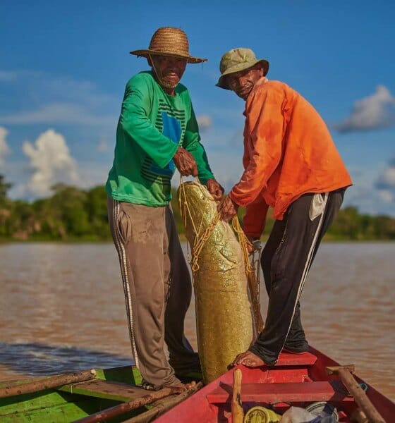 Desafios climáticos e oportunidades para o manejo do pirarucu na Amazônia - FAS