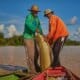 Desafios climáticos e oportunidades para o manejo do pirarucu na Amazônia - FAS