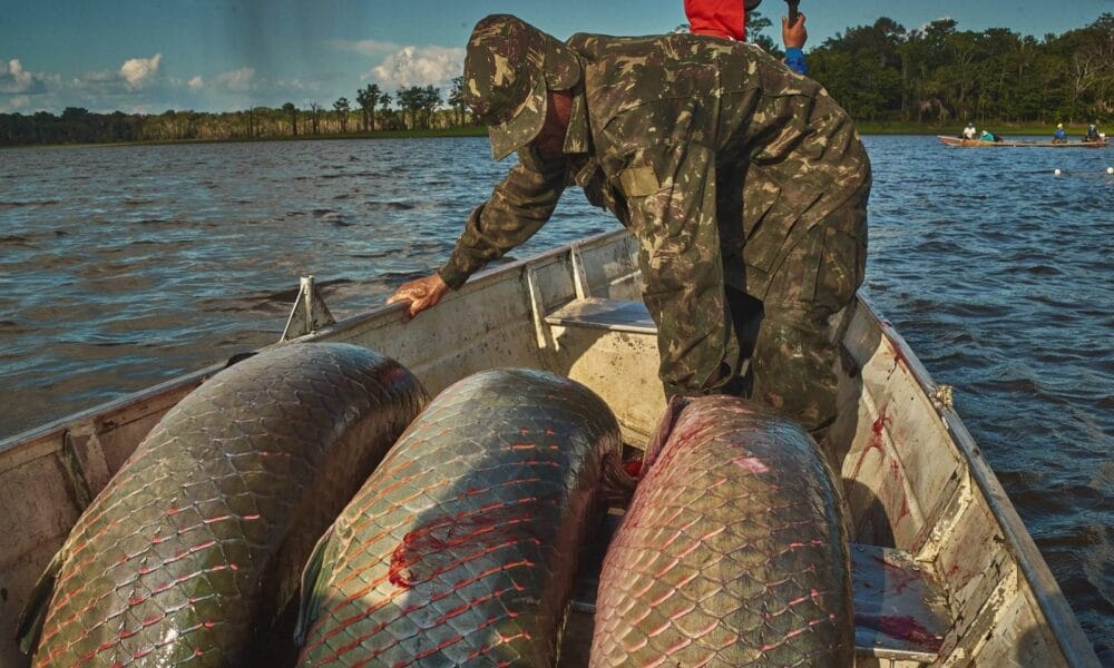 Manejadores de pirarucu são beneficiados com cursos para aprimorar processo de rastreabilidade do pescado - FAS