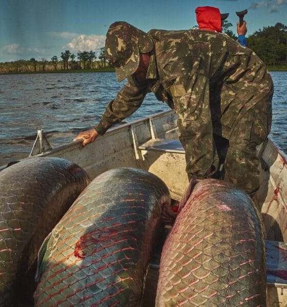 Manejadores de pirarucu são beneficiados com cursos para aprimorar processo de rastreabilidade do pescado - FAS