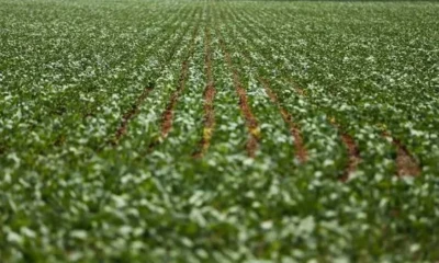 Agricultura de chalaça – Brasil de Fato