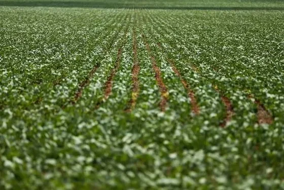 Agricultura de chalaça – Brasil de Fato