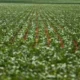 Agricultura de chalaça – Brasil de Fato