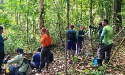 Implantação do Parque Estadual das Árvores Gigantes da Amazônia entra em nova fase de execução - FAS