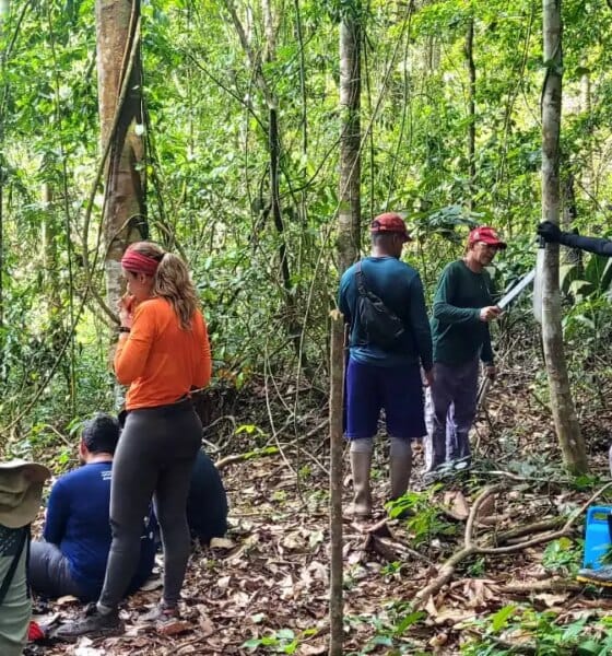 Implantação do Parque Estadual das Árvores Gigantes da Amazônia entra em nova fase de execução - FAS