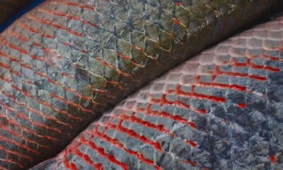 MMA, KfW e FAS lançam edital de R$ 70,2 milhões para criação de Núcleos de Desenvolvimento da Sociobioeconomia na Amazônia - FAS