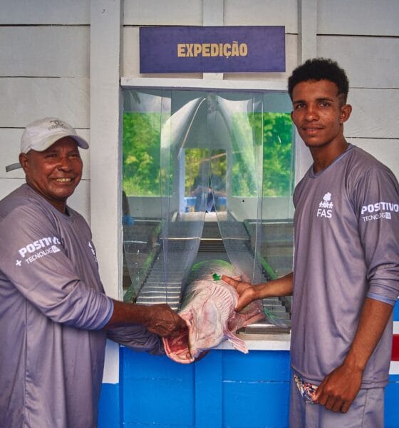 Projeto fortalece cadeia do pirarucu e amplia alternativas de renda na Amazônia - FAS