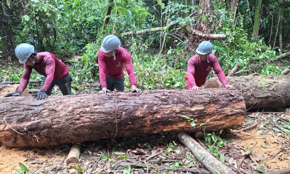 Obras da base operacional do Parque Estadual das Árvores Gigantes da Amazônia avançam e fortalecem gestão ambiental - FAS