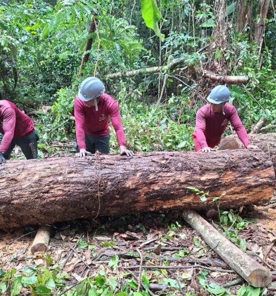 Obras da base operacional do Parque Estadual das Árvores Gigantes da Amazônia avançam e fortalecem gestão ambiental - FAS
