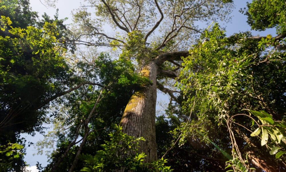 Ações de conservação ambiental e combate às mudanças climáticas ganham destaque no Dia Mundial do Meio Ambiente - FAS