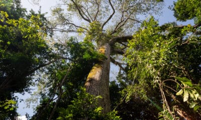 Ações de conservação ambiental e combate às mudanças climáticas ganham destaque no Dia Mundial do Meio Ambiente - FAS