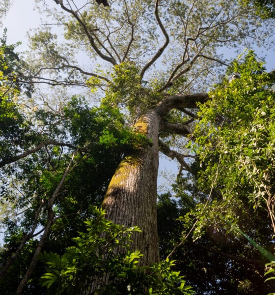 Ações de conservação ambiental e combate às mudanças climáticas ganham destaque no Dia Mundial do Meio Ambiente - FAS