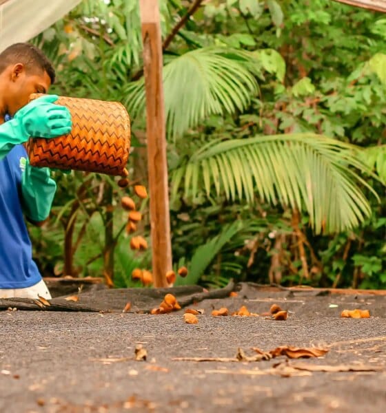 Edital de Apoio a Coletivos da Sociobioeconomia divulga resultado final com cinco iniciativas selecionadas na Amazônia Legal - FAS