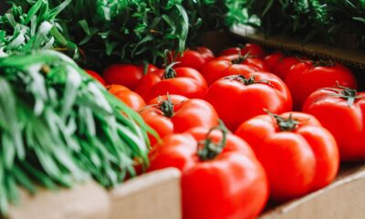 Tomates vermelhos frescos